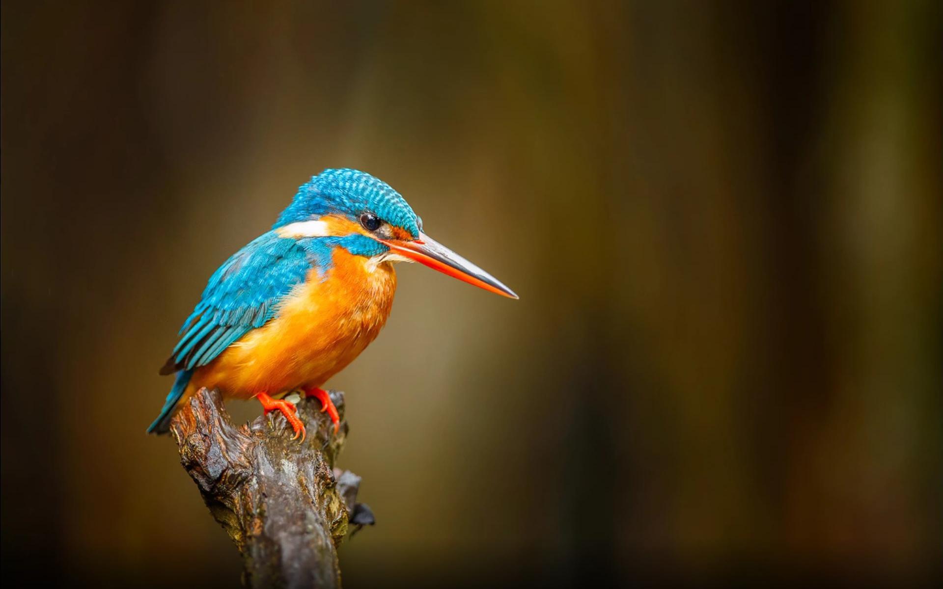 Download Common Kingfisher Orange Blue