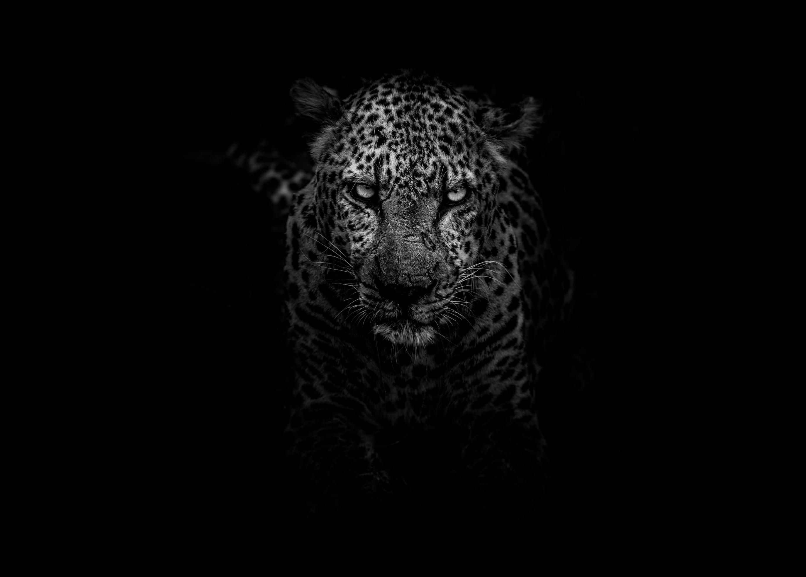 Download leopard animals dark hd