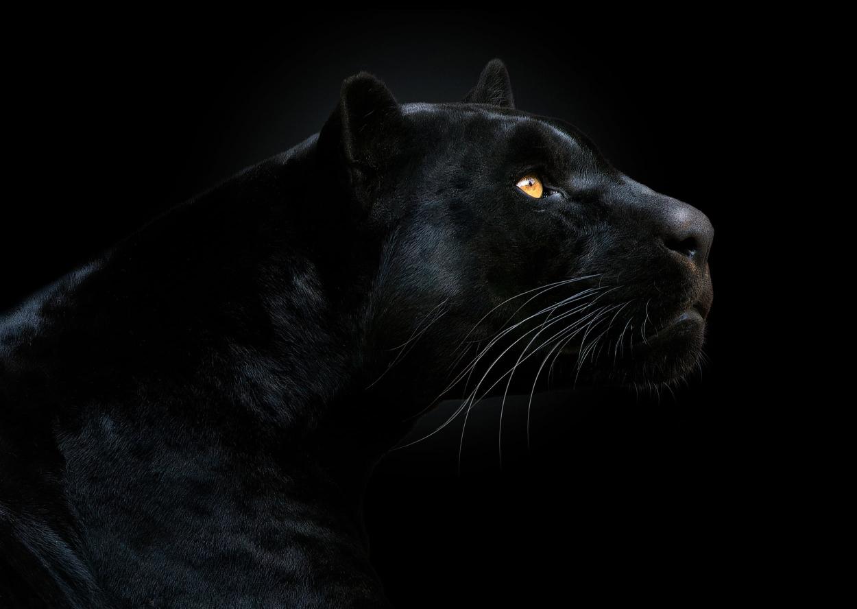 Download black panther illustration look