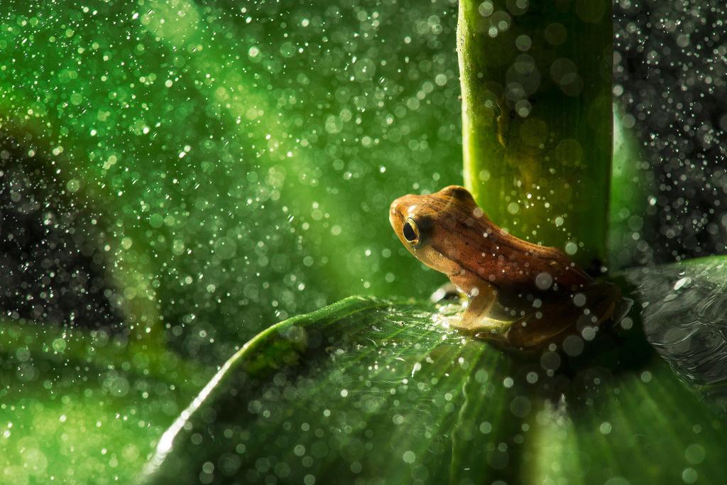 Download brown frog closeup photography