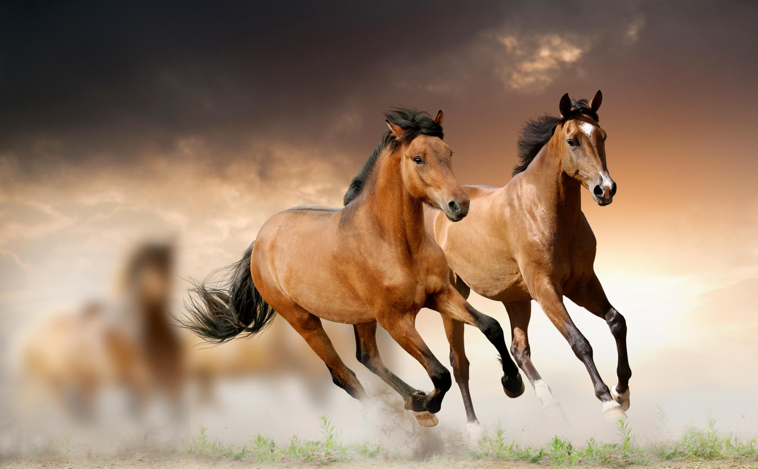 Download Horses Running two brown