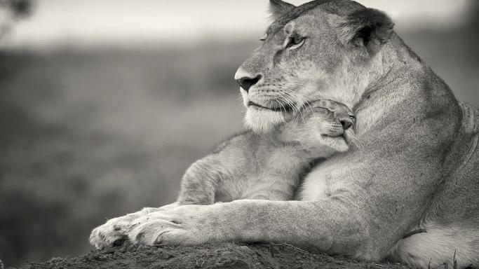 Download lioness and lion cub