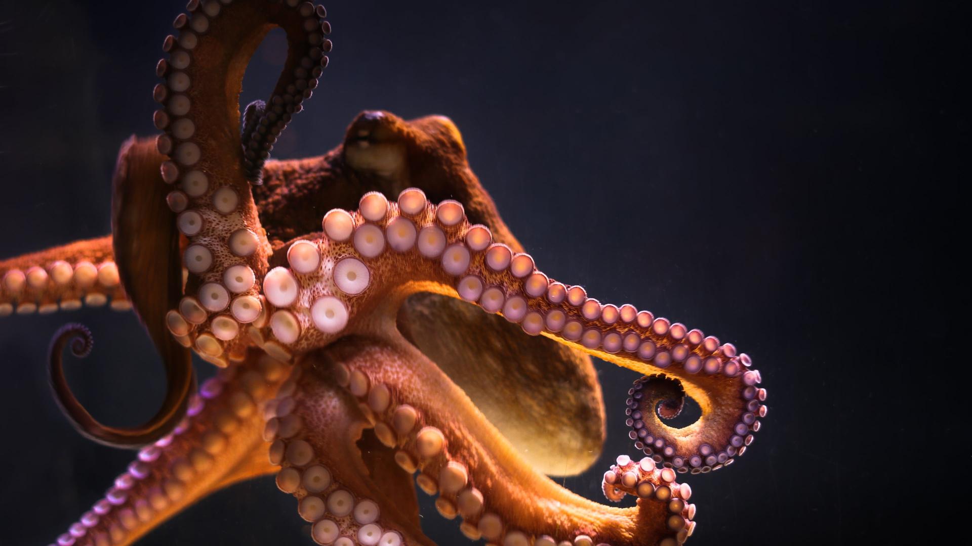 Download animals underwater octopus free