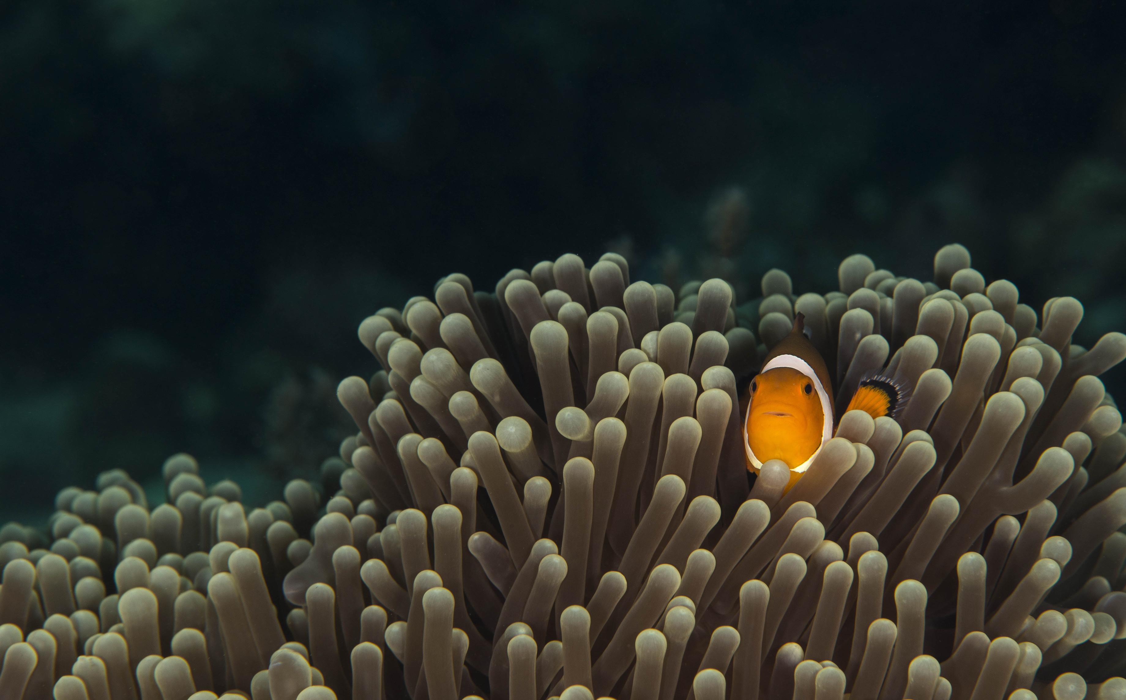 Download clown fish on coral