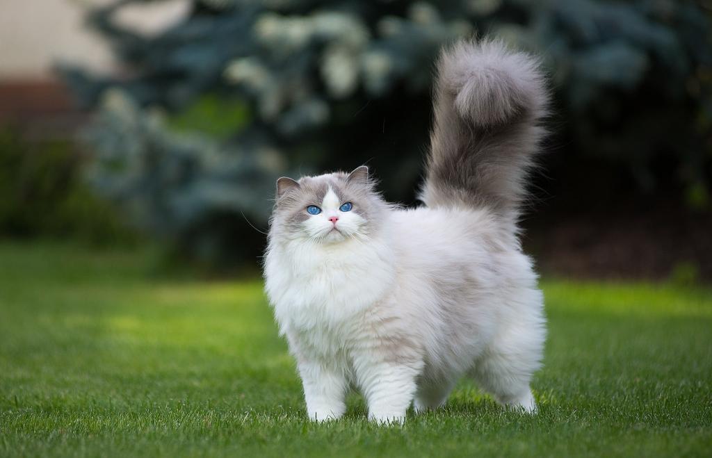 Download white and gray Persian