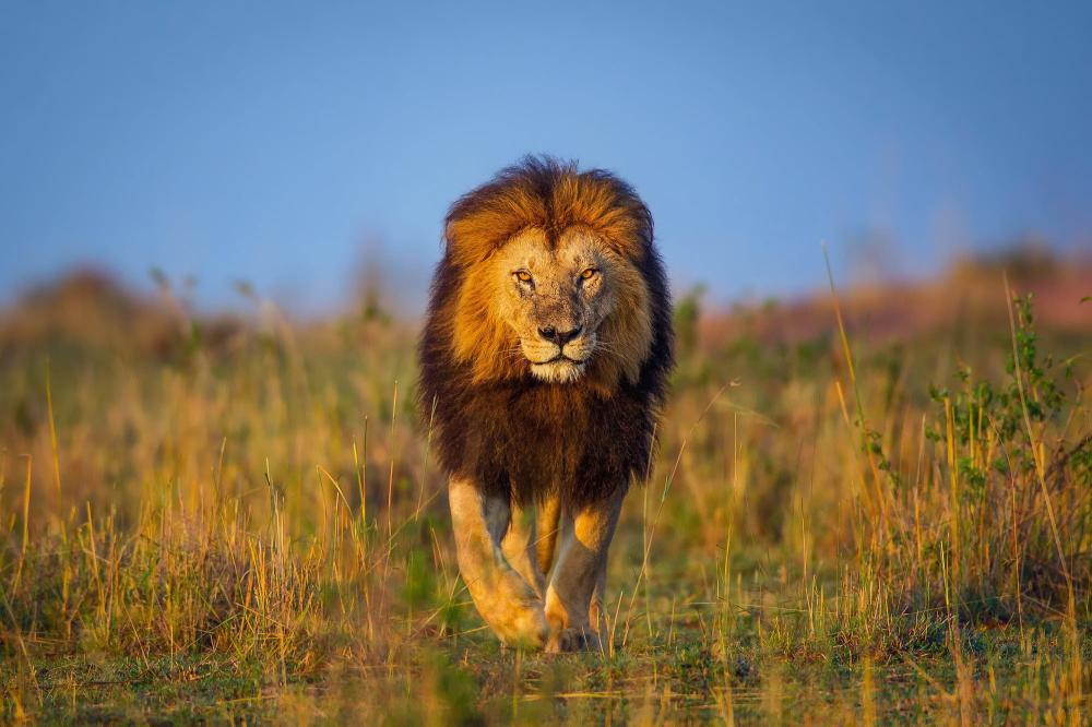 Download brown lion walking on