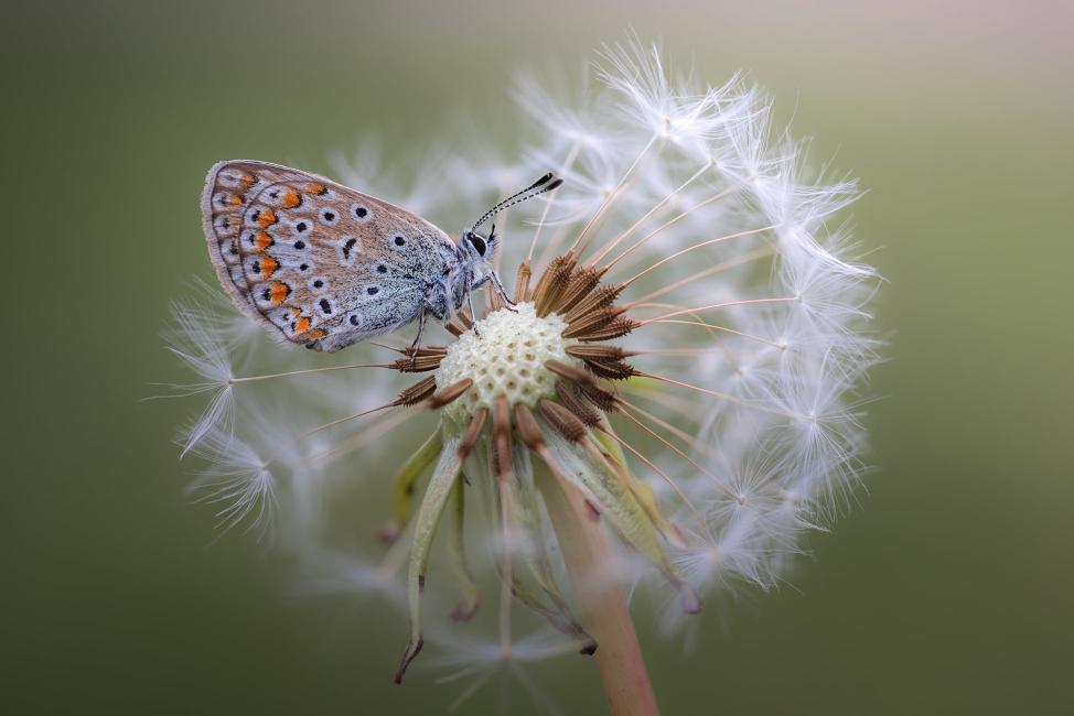 Download common blue butterfly macro