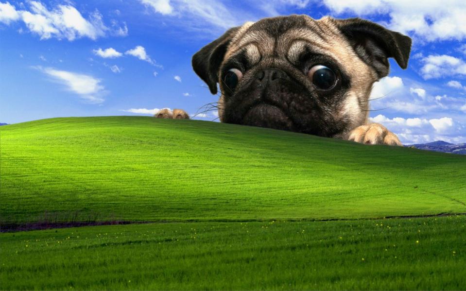 Download fawn pug and Microsoft