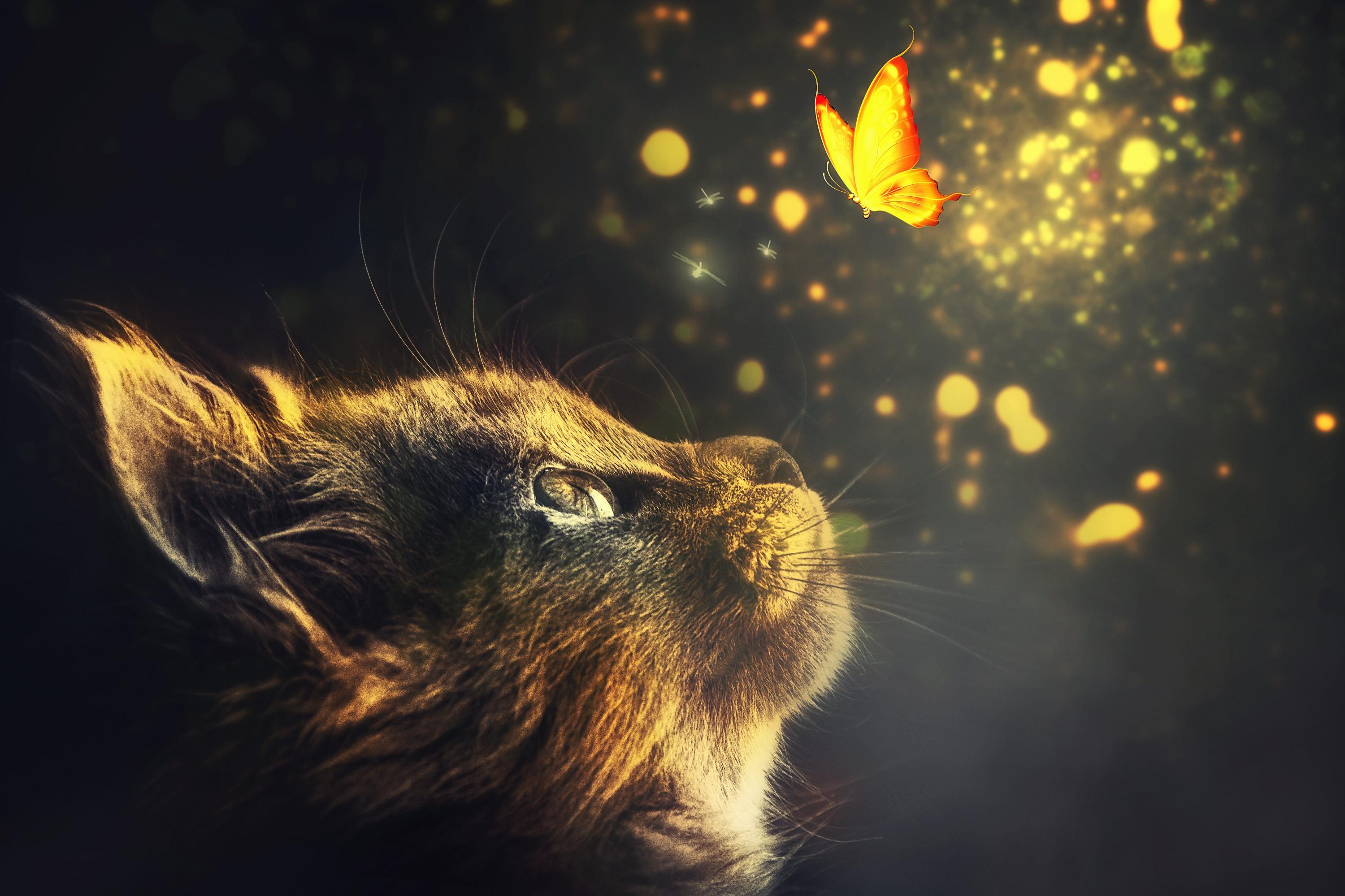 Download manipulation cat animal butterflies