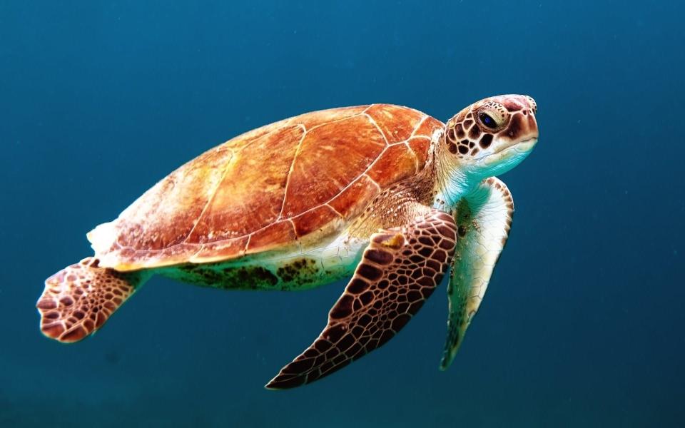 Download brown turtle swimming underwater