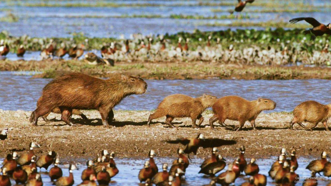 Download Capybara Venezuela Animals free