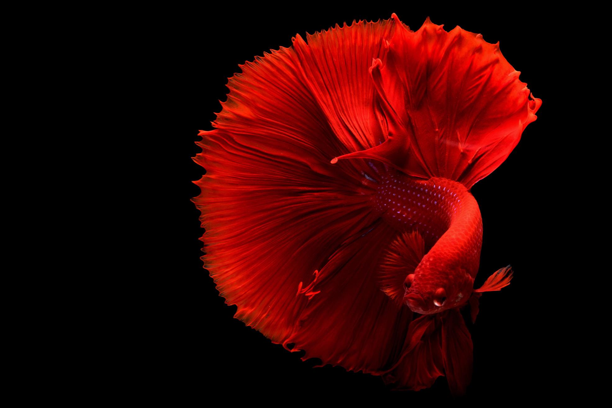 Download Red Betta Fish animal