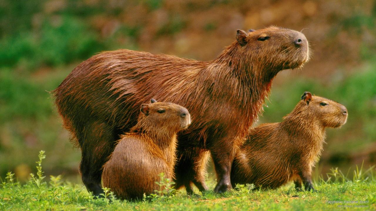 Download Capybaras Pantanal Brazil Animals