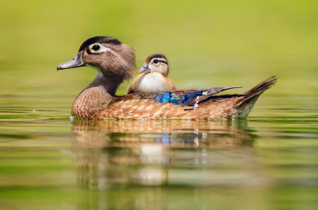 Download two white-and-blue birds animals