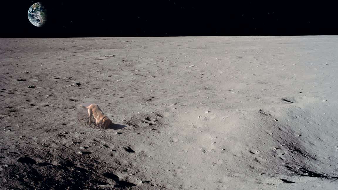 Download Dog On The Moon