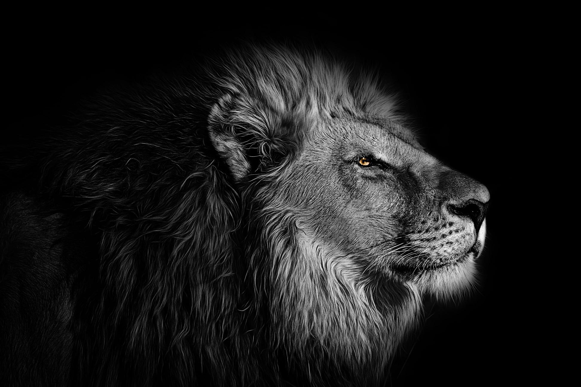 Download background lion animal