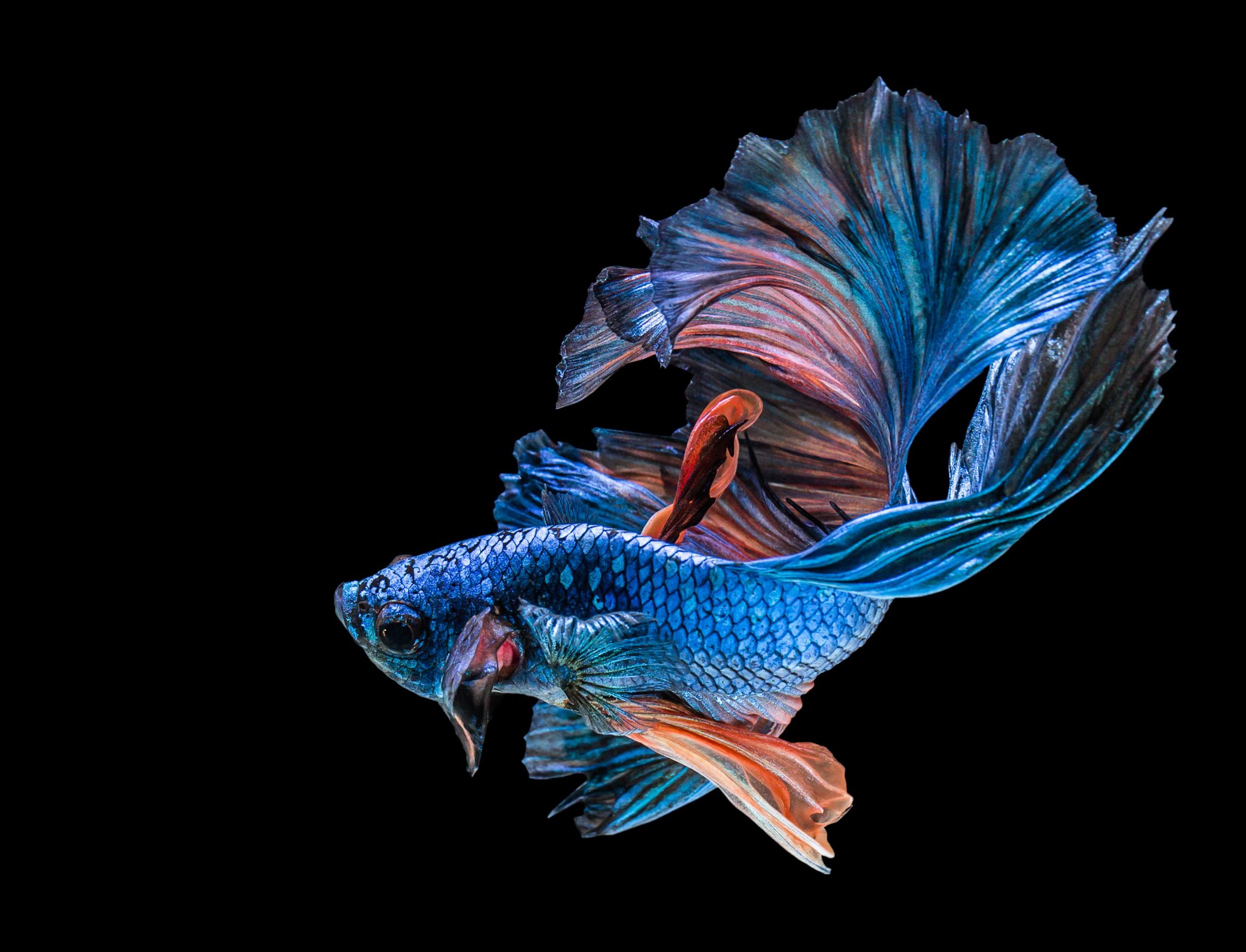 Download blue betta fish black