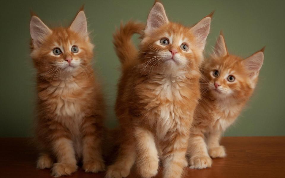 Download three orange tabby cats