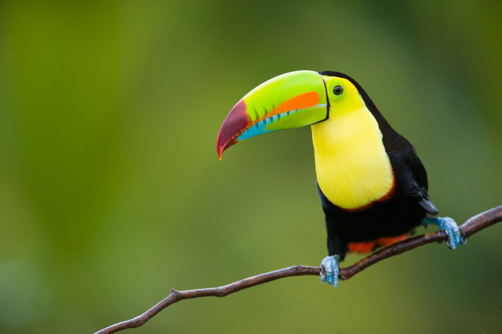 Download black and white toucan