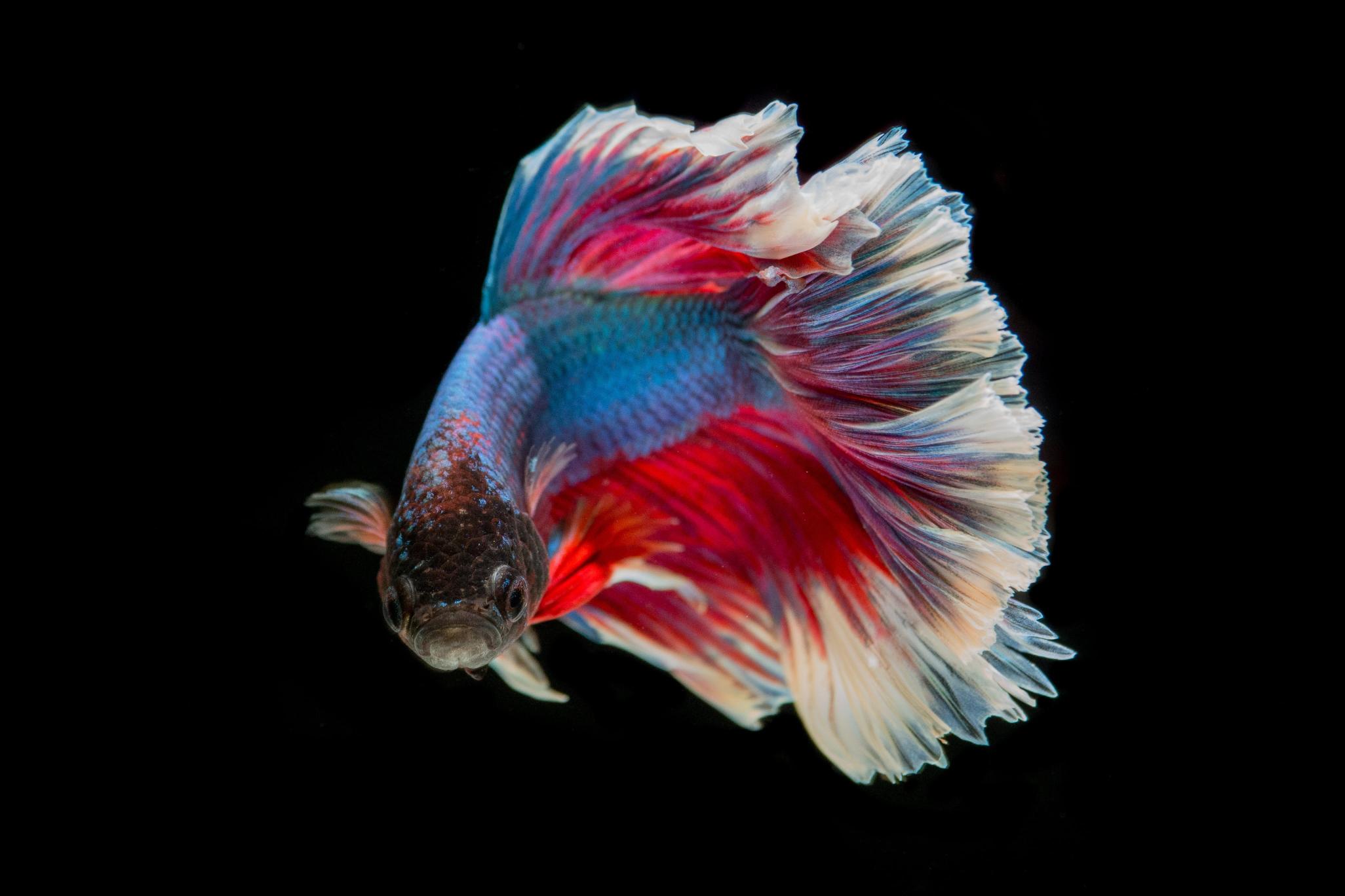 Download red and blue guppy