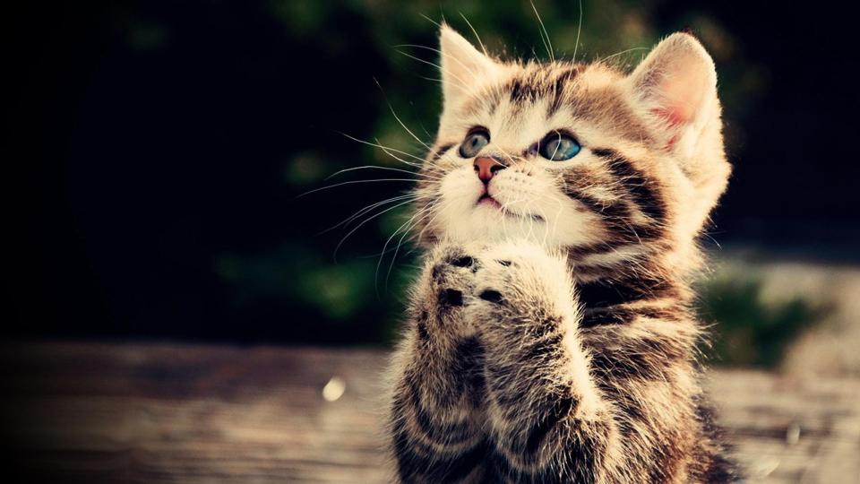 Download Prayer kitten cat animal