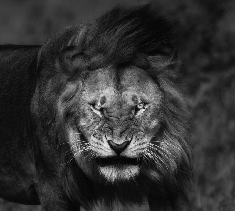 Download grayscale photography of lion