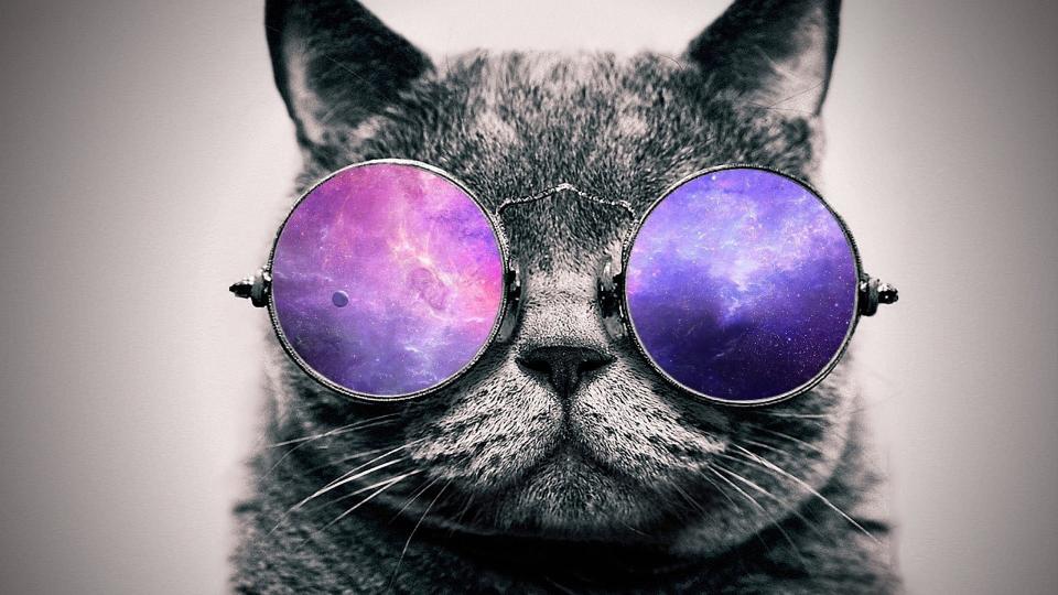 Download cat wearing purple lens