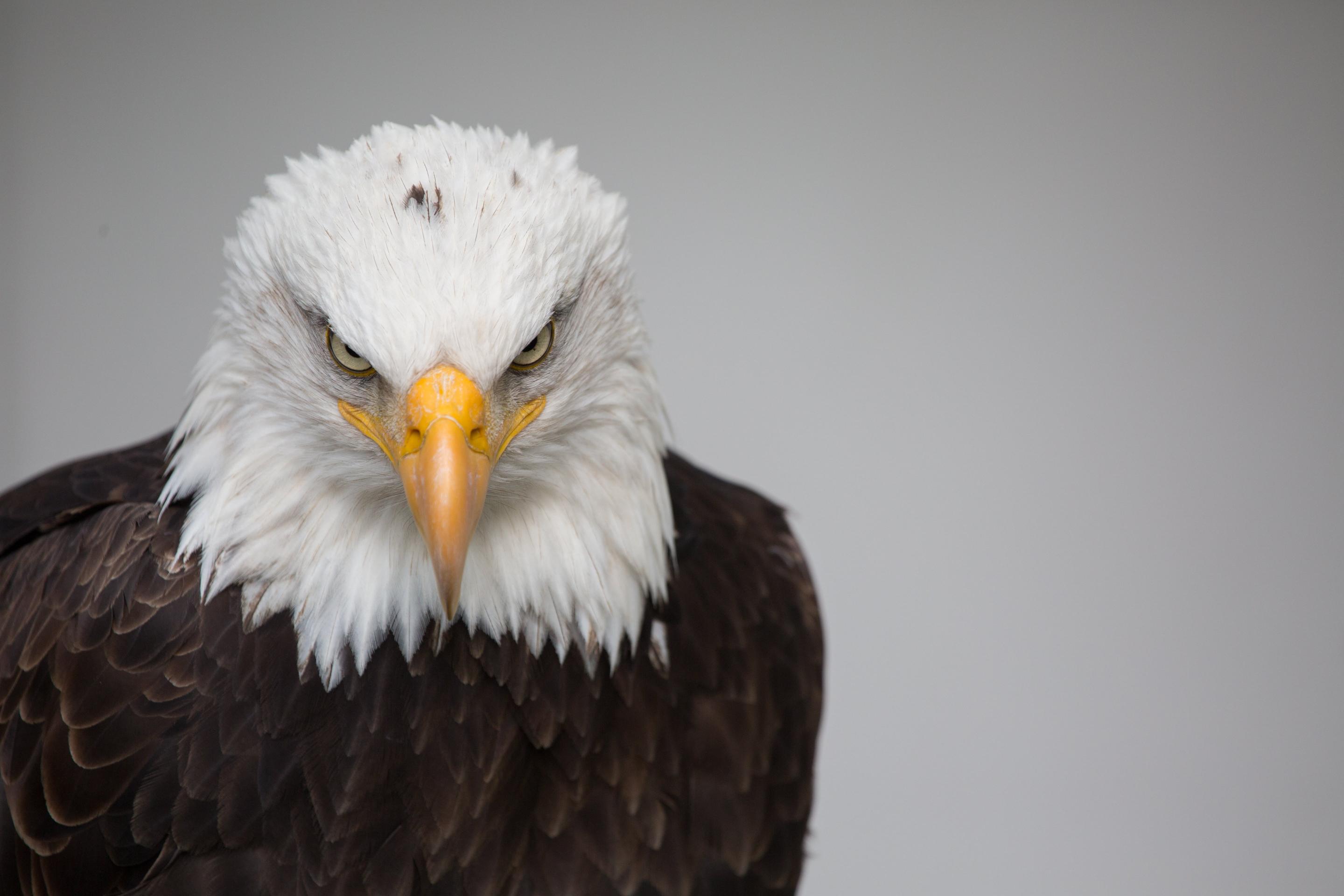 Download brown and white eagle