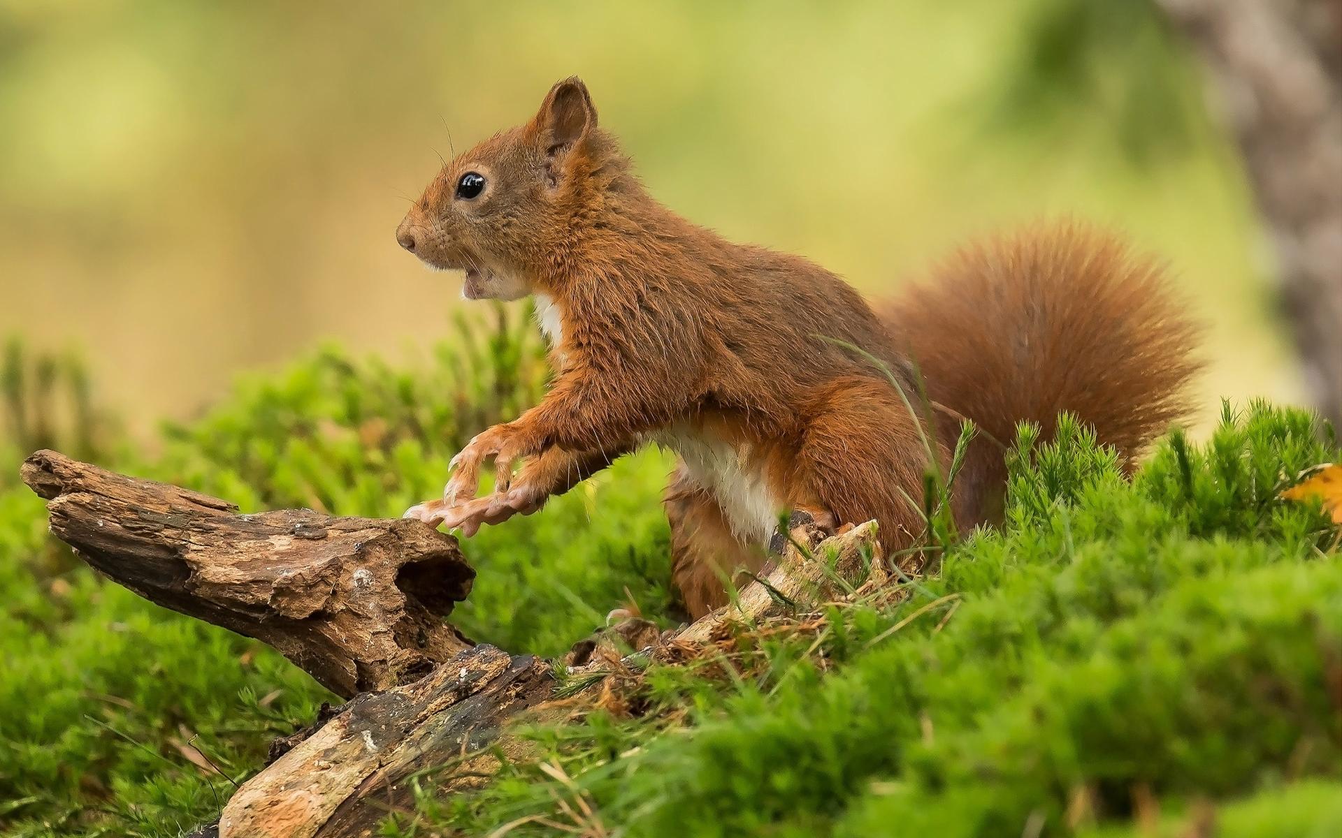 Download Animals Rodent Red Squirrel