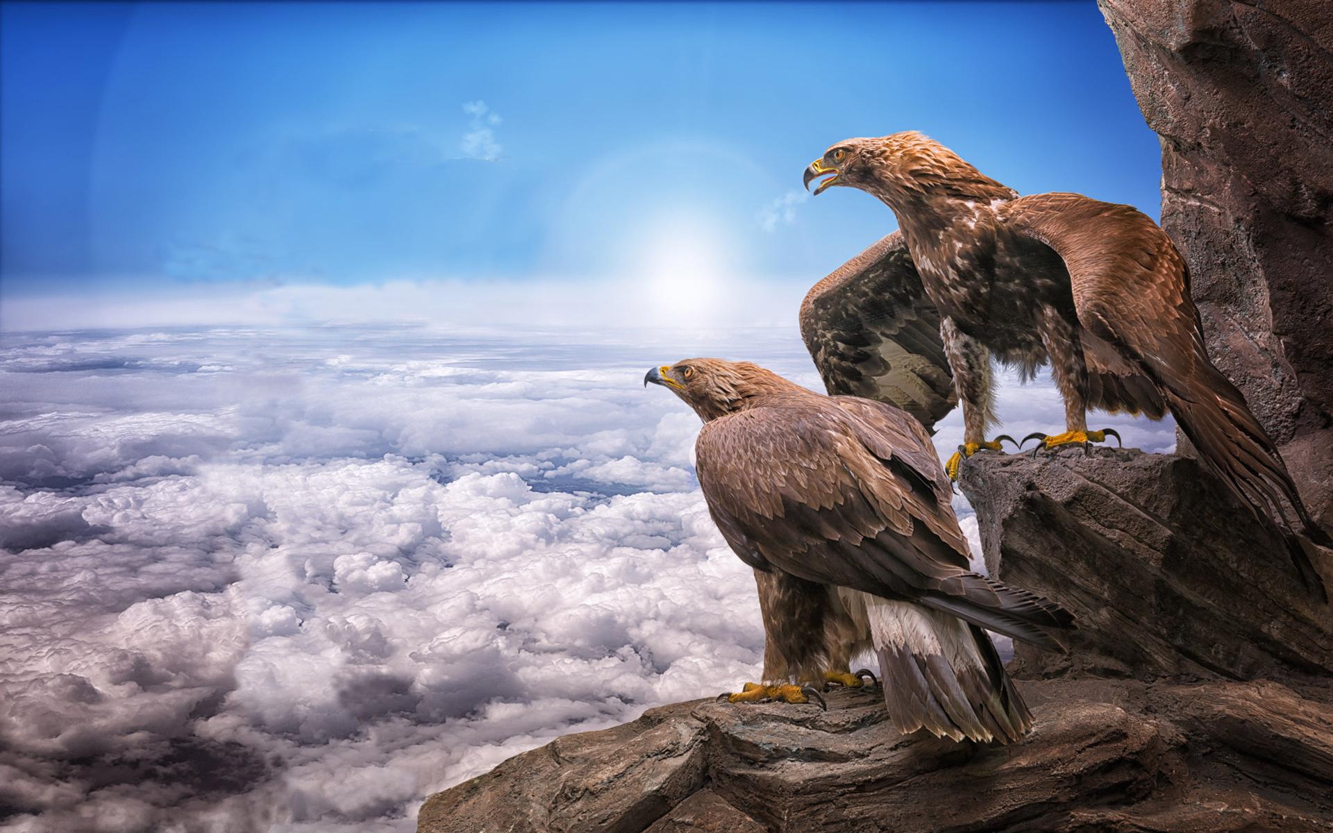 Download Eagles Birds Prey Masters