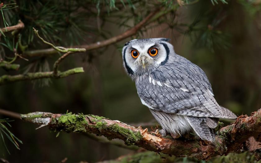 Download gray and white owl