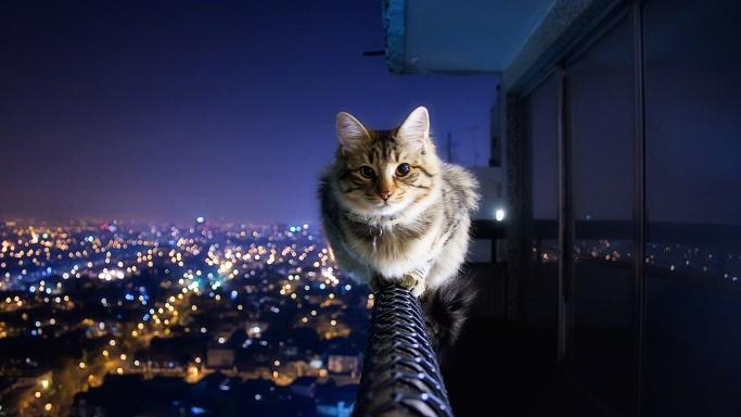 Download cityscapes cats animals monorail