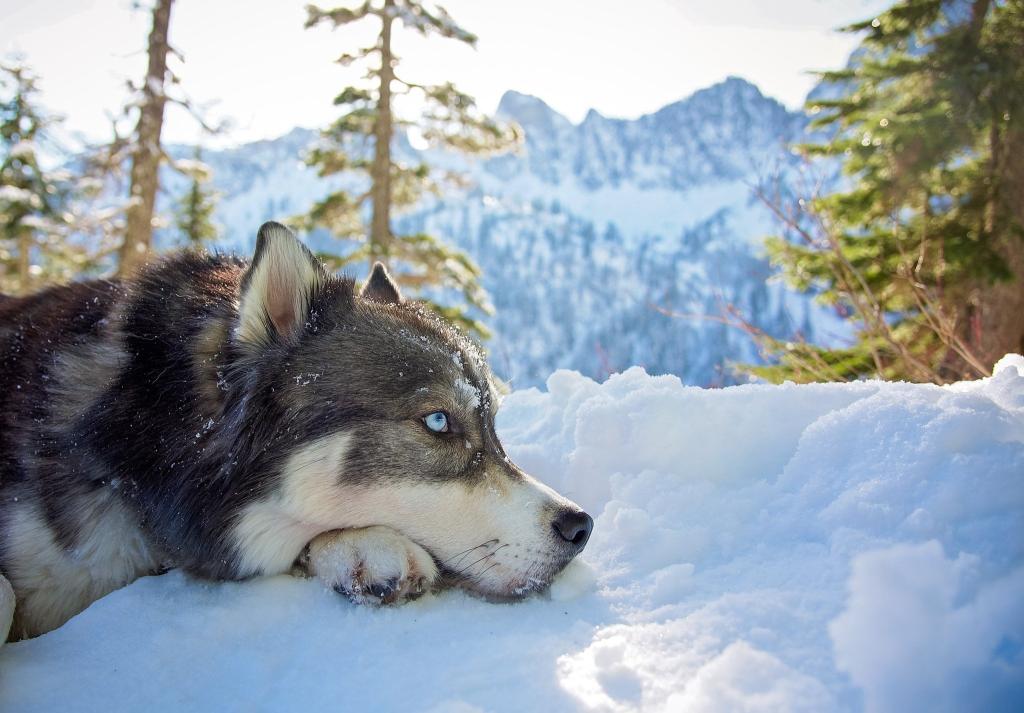 Download gray Siberian husky mountains