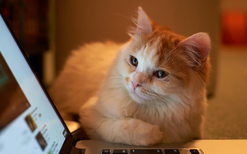 Download cat laptop animals domestic