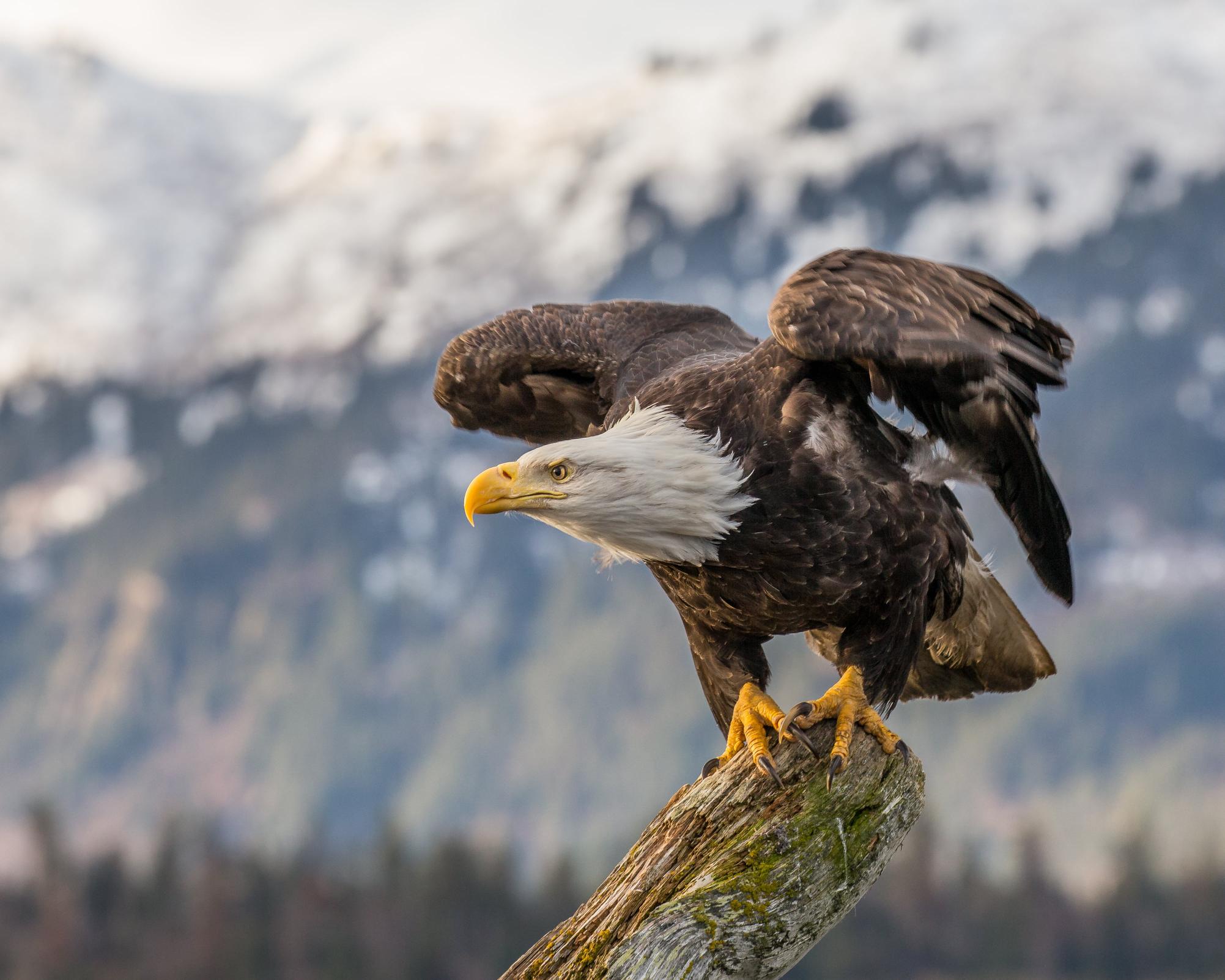 Download white and brown eagle