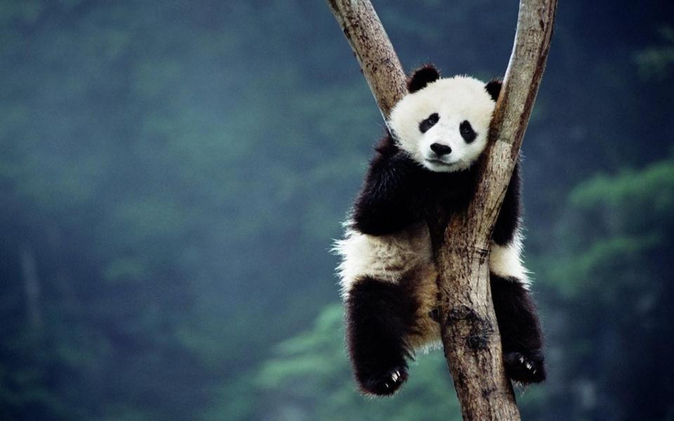 Download panda animal trees sitting