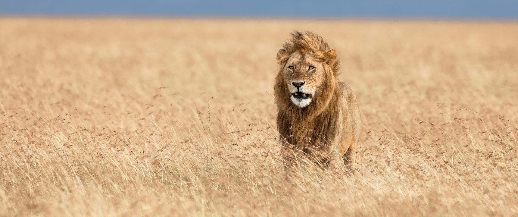 Download animals wildlife lion ultrawide