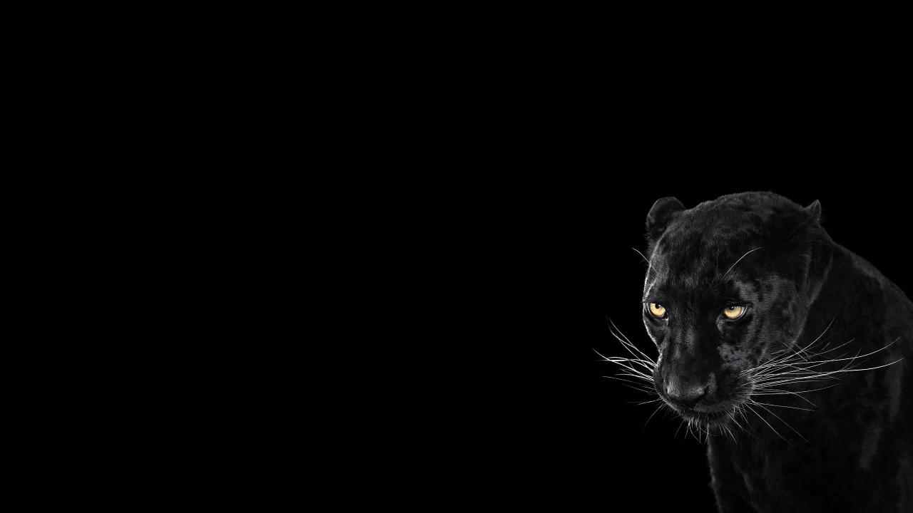 Download Panther Black Background Cool