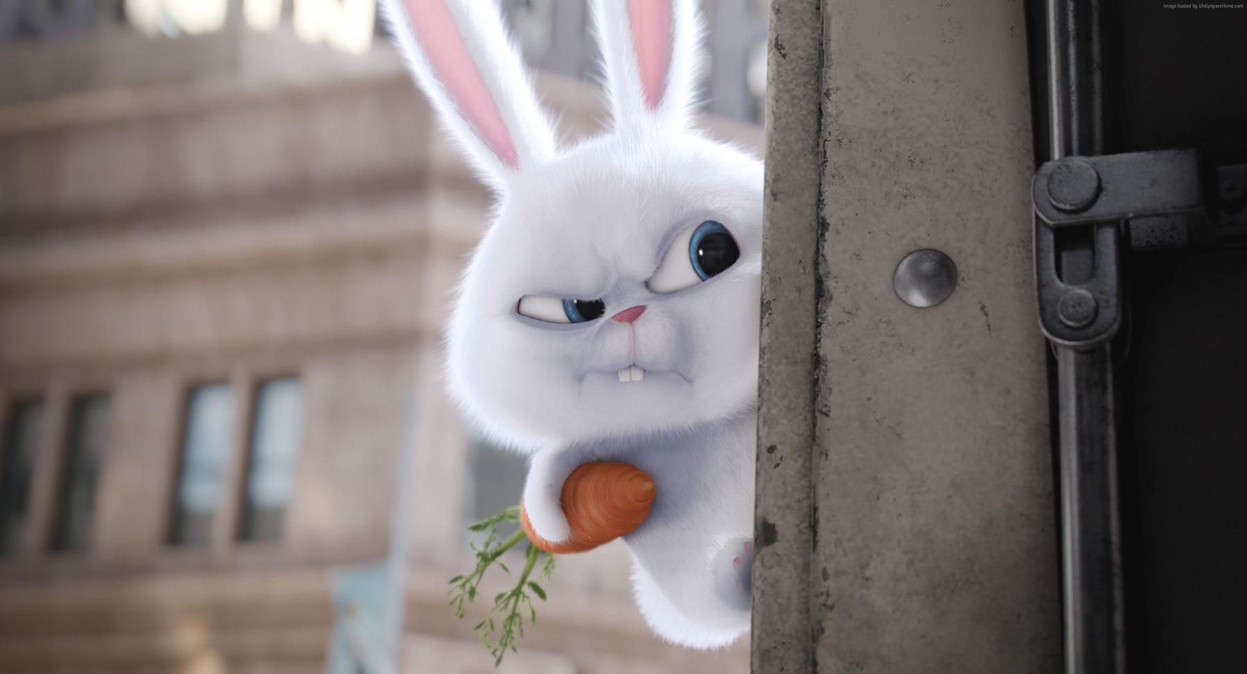 Download rabbit cartoon The Secret