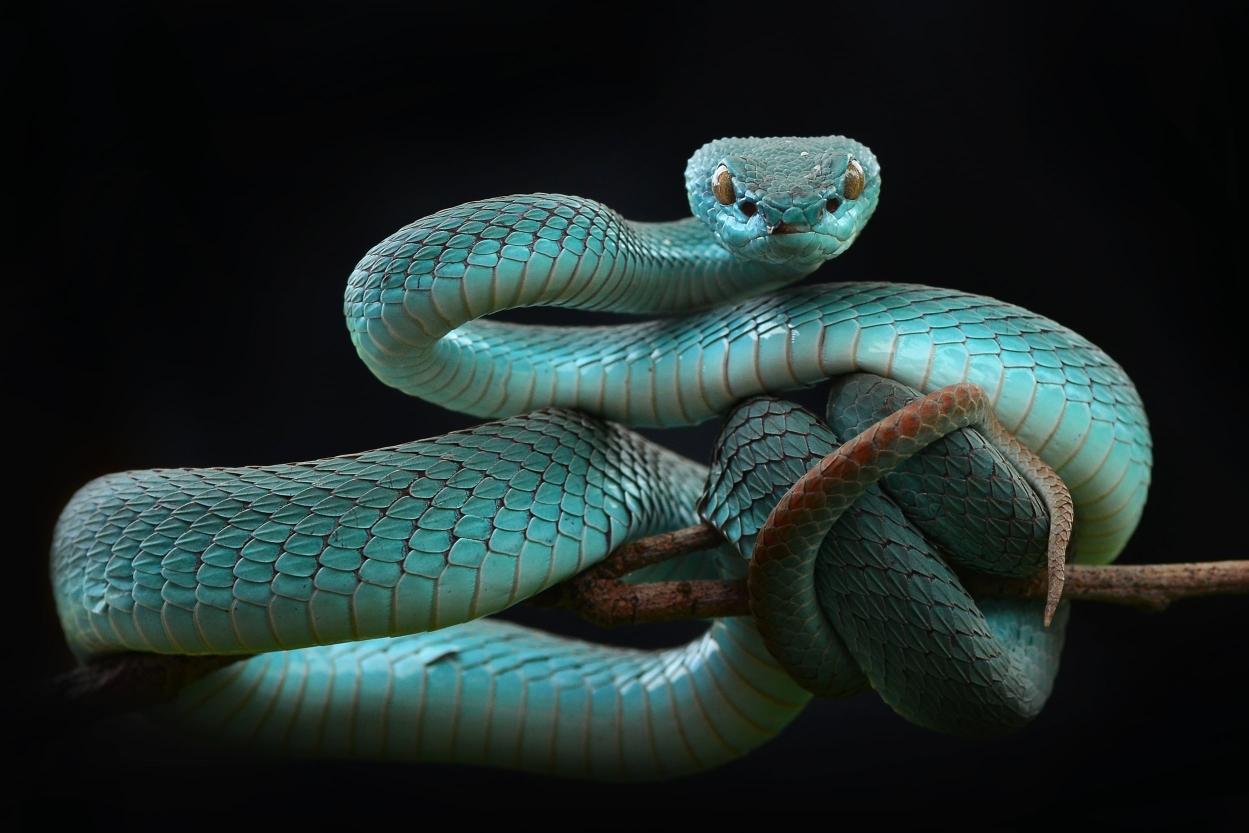 Download gray snake animals reptiles