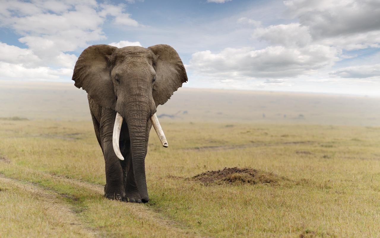 Download gray elephant elephant animal