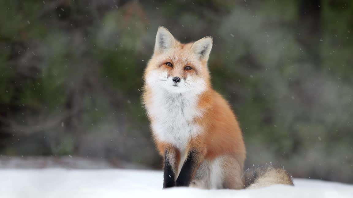 Download Fox Winter