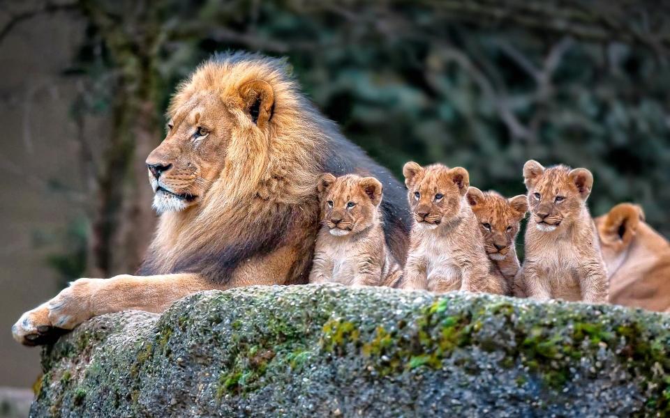 Download lion and baby lions