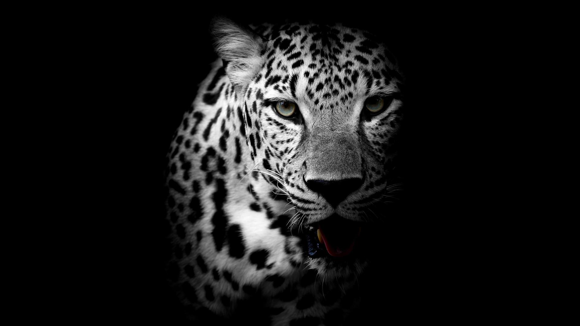 Download leopard dark animal wild