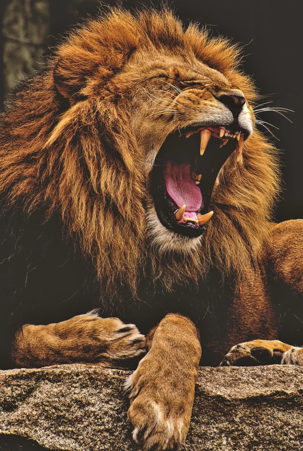 Download lion predator dangerous mane