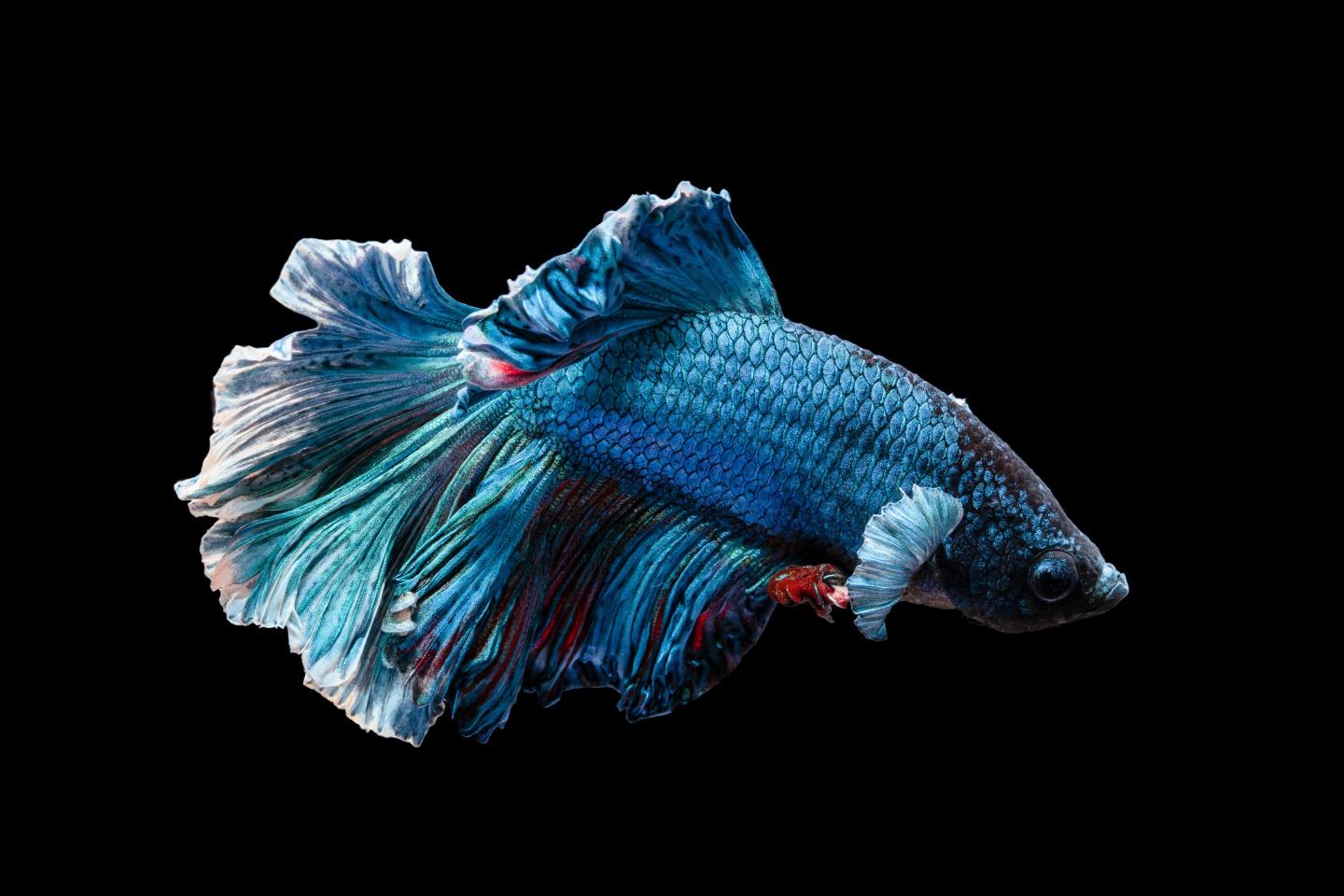 Download blue and red betta