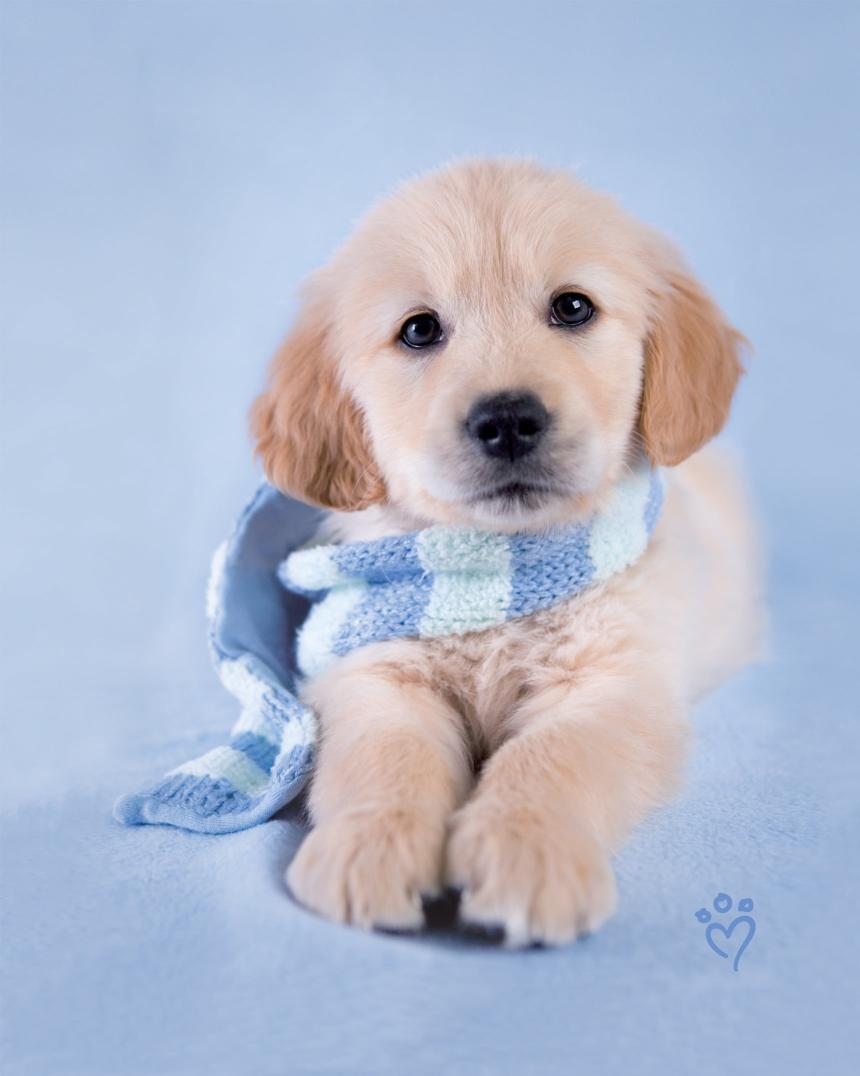 Download golden retriever puppy dog