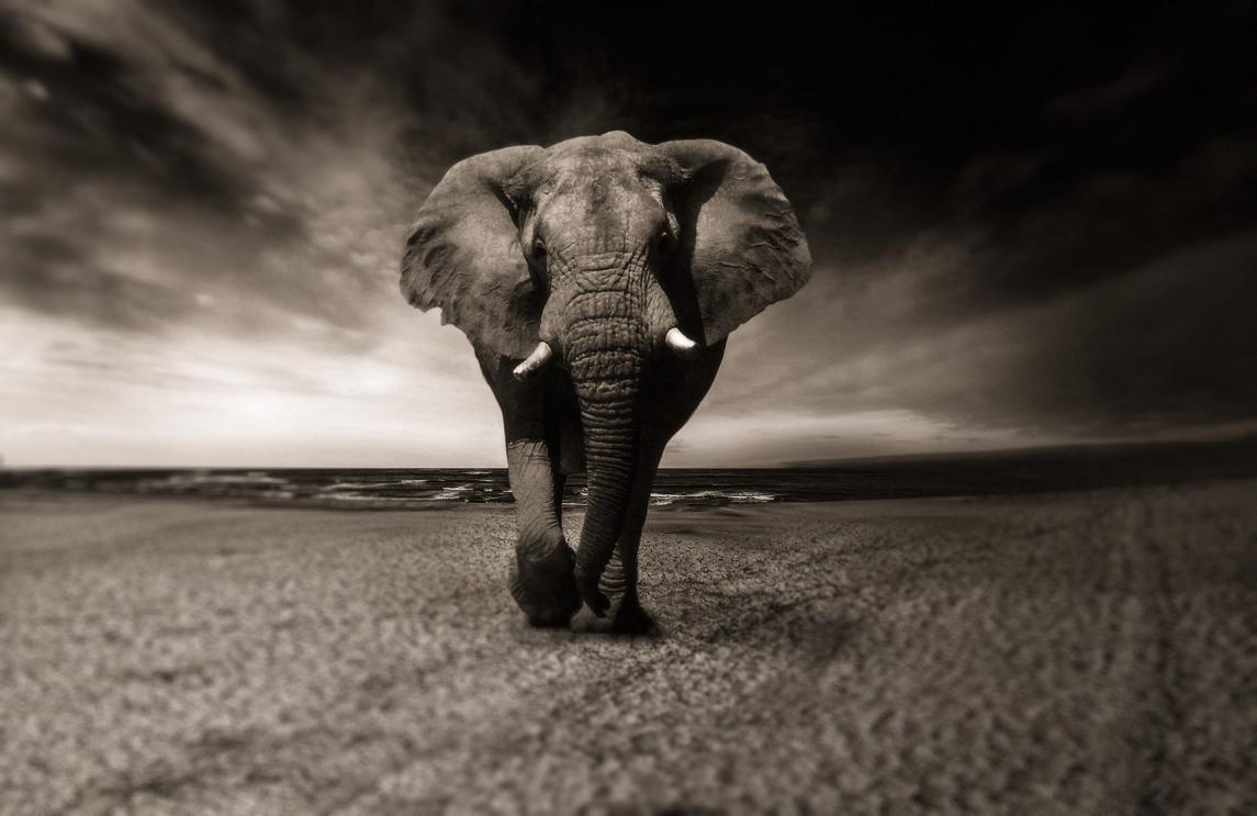 Download grayscale photo of elephant