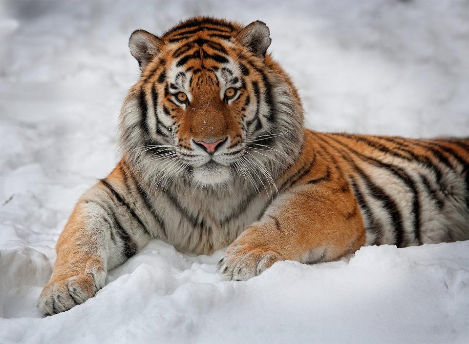 Download Cats Tiger Amur Tiger