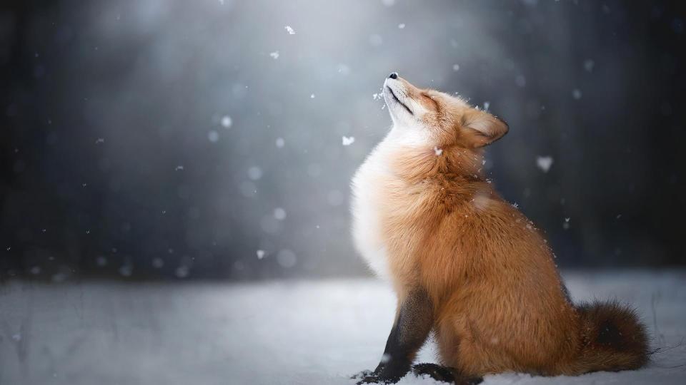 Download 1920x1080 px animals Fox